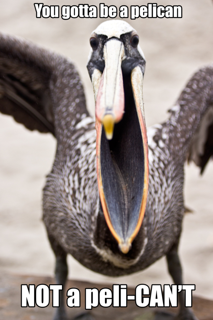 pelican, bird, inspiration