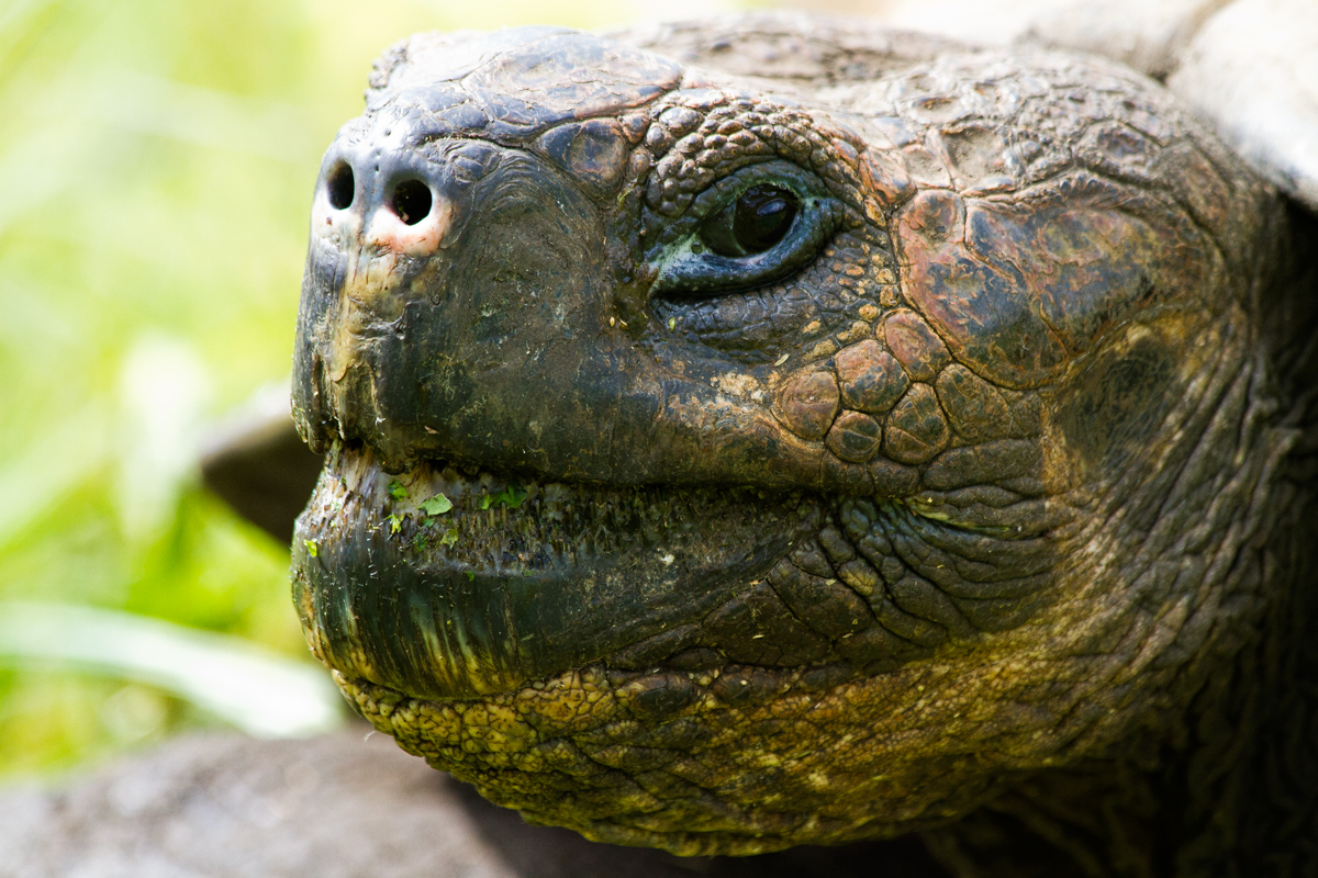 Giant Tortoises, Galapagos