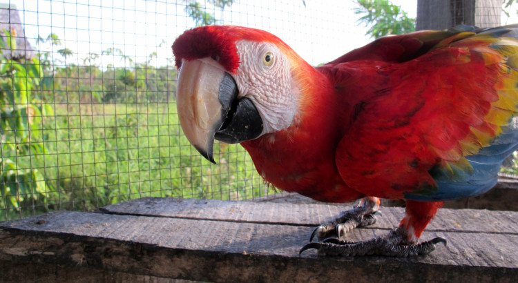 Parrot, Amazon