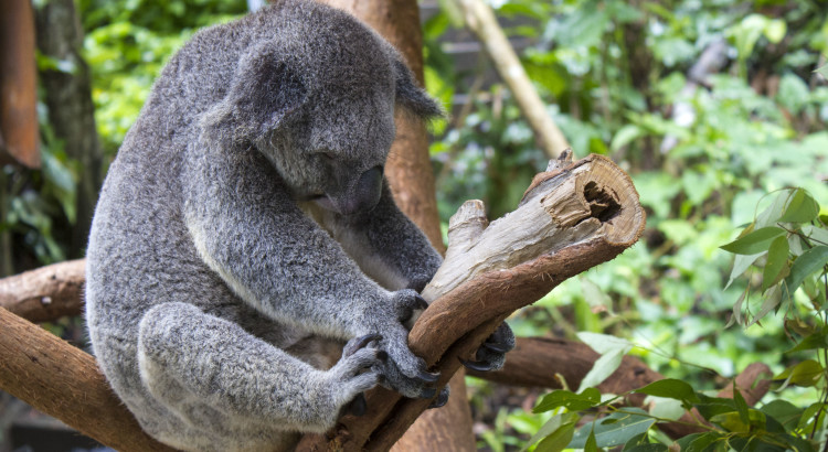 Koala Cairns Australia
